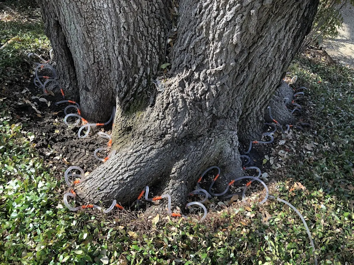 Detailed Shrub and Hedge Trimming job site in Randall