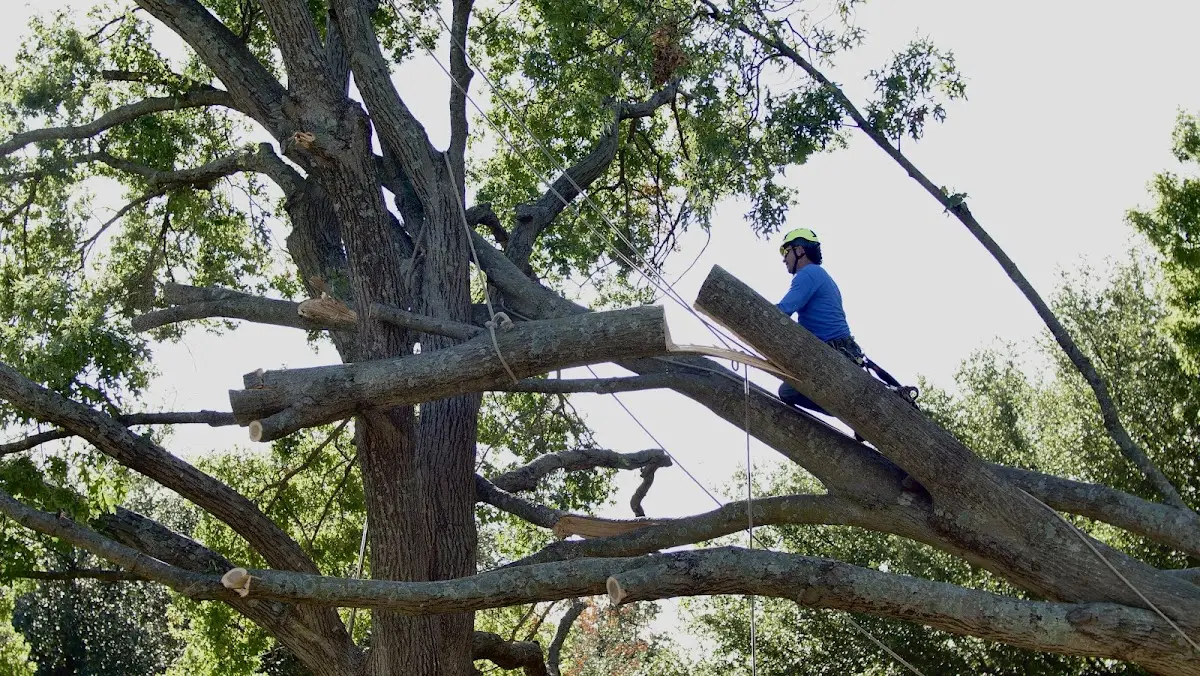 Professional Hazardous Tree Removal performed by certified arborists in Randall